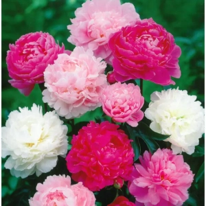 Rizomi de Bujor Mix 1 1