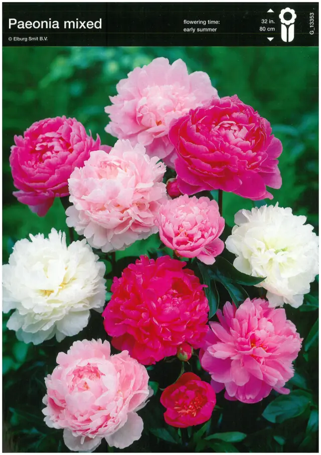 Bulbi-de-Bujori-Mix Rizomi de Bujor Mix 1 1