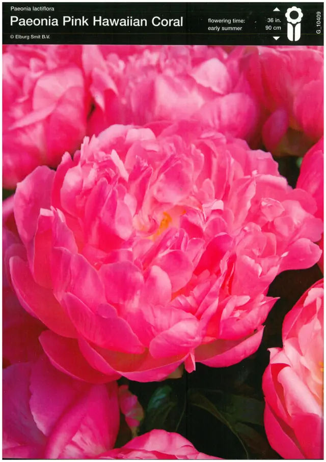 Bulbi-de-Bujori-Pink-Hawaiian-Coral Rizomi de Bujor Pink Hawaiian Coral 1