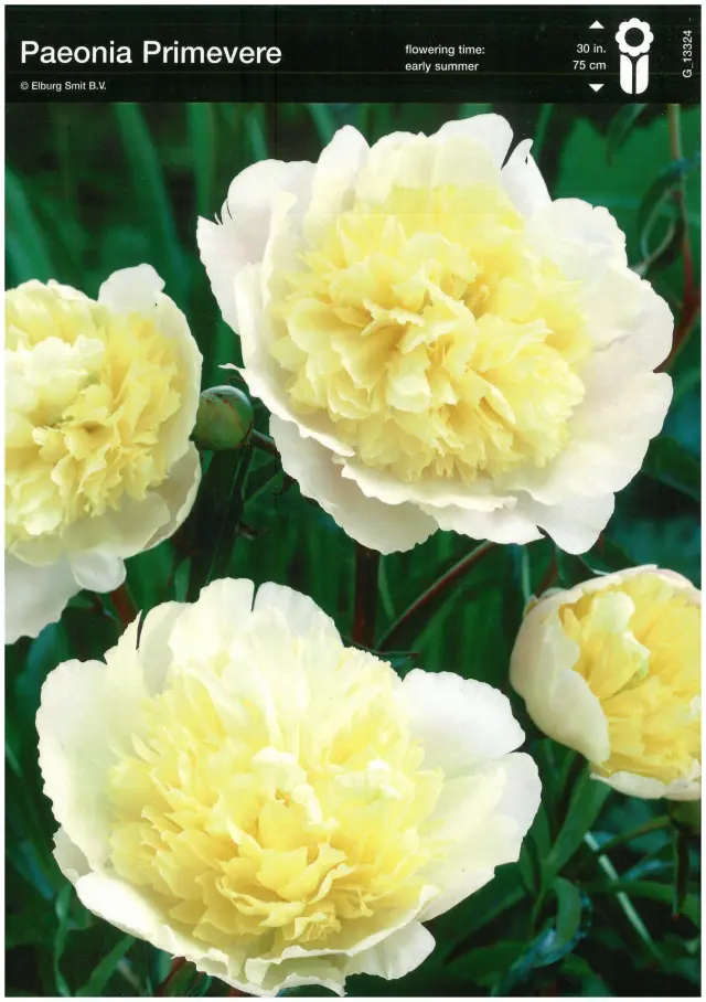 Bulbi-de-Bujori-Primevere Rizomi de Bujor Primevere 1