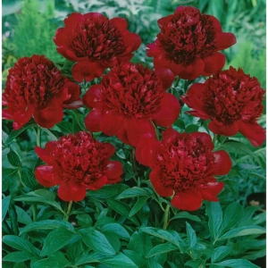 Rizomi de Bujor Red Charm 1