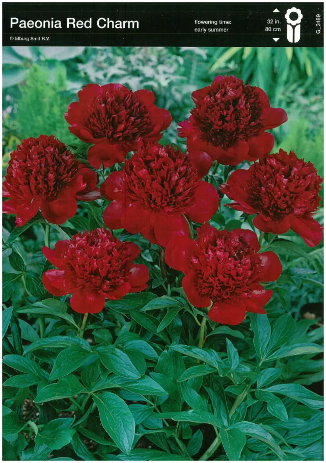 Bulbi-de-Bujori-Red-Charm Rizomi de Bujor Red Charm 1