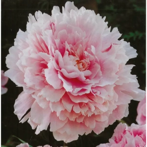 Rizomi de Bujor Sarah Bernhardt 1