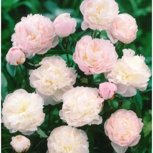 Rizomi de Bujor Shirley Temple 1