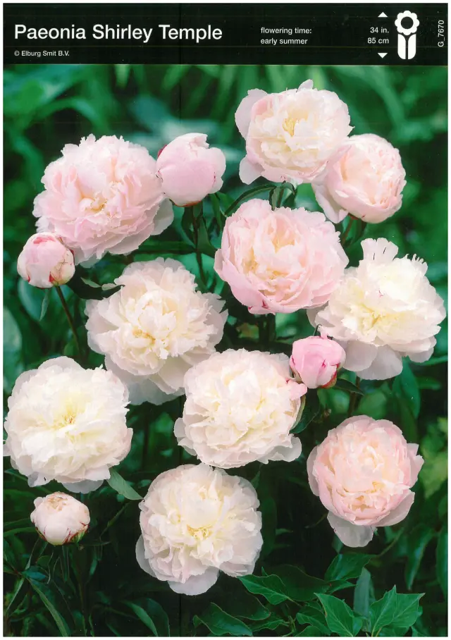 Bulbi-de-Bujori-Shirley-Temple Rizomi de Bujor Shirley Temple 1