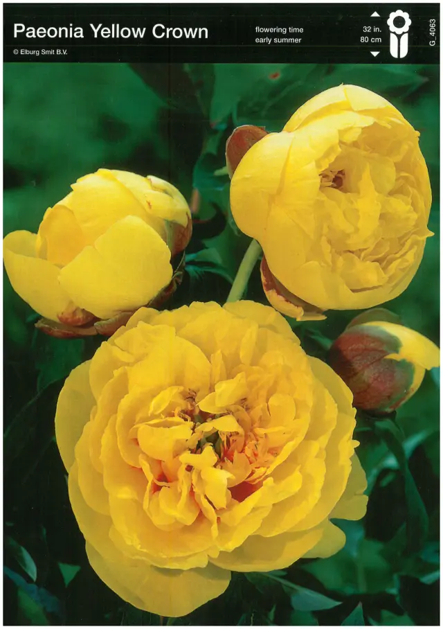 Rizomi de Bujor Yellow Crown 1