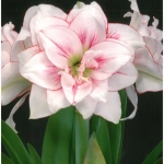 Bulbi de Amaryllis - Hippeastrum Elvas 1