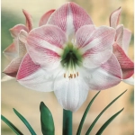 Bulbi de Amaryllis - Hippeastrum Apple Blossom 1