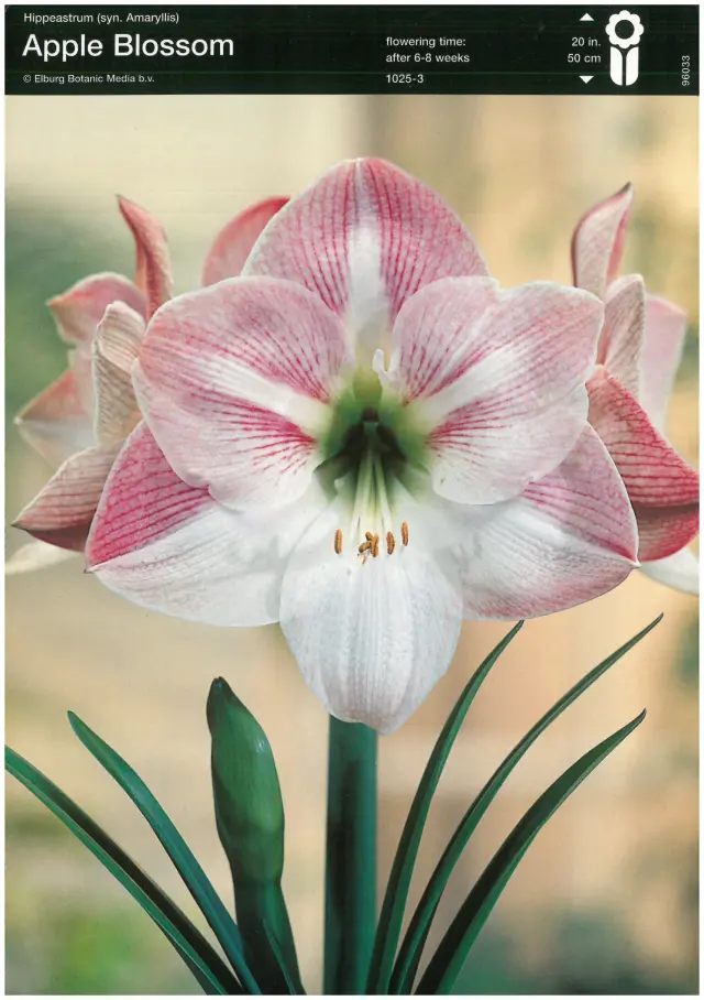 Bulbi-de-Crini-Amaryllis-Apple-Blossom Bulbi de Amaryllis - Hippeastrum Apple Blossom 1