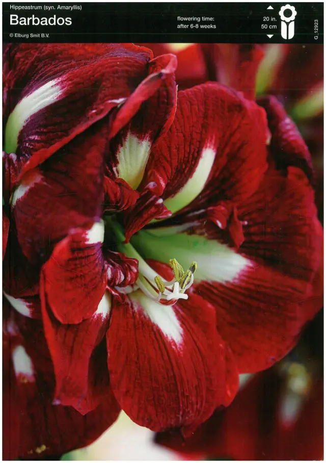 Bulbi-de-Crini-Amaryllis-Barbados Bulbi de Amaryllis - Hippeastrum Barbados 1