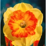 Bulbi de Narcise Berlin (14-16 cm) 1