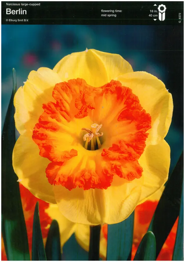 Bulbi-de-Crini-Amaryllis-Berlin-6229 Bulbi de Narcise Berlin (14-16 cm) 1