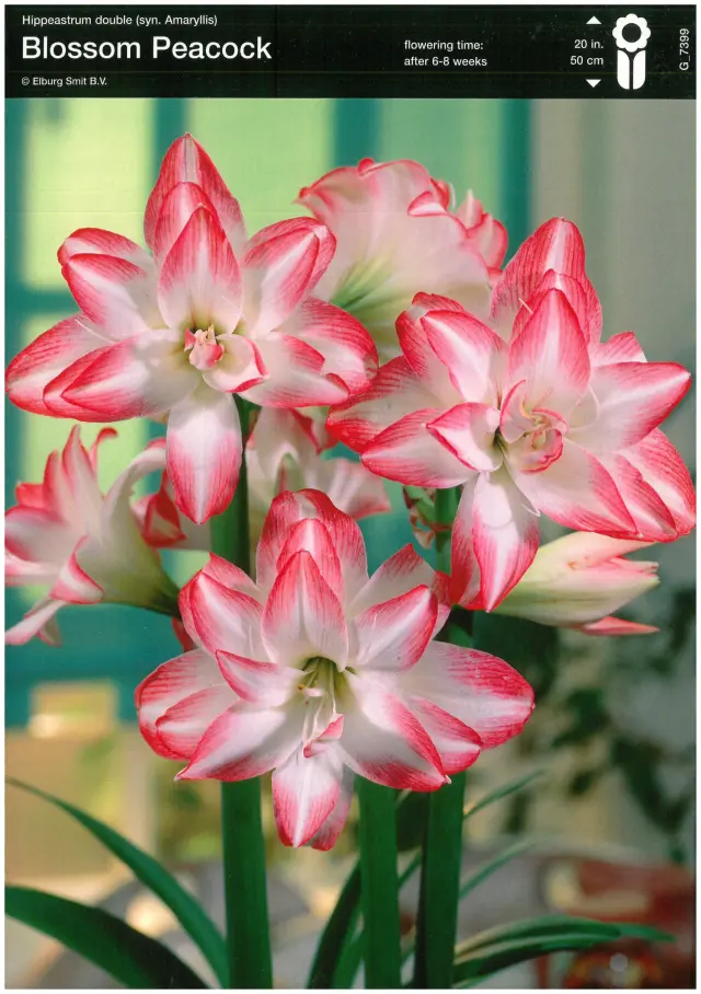 Bulbi de Amaryllis - Hippeastrum Peacock 1