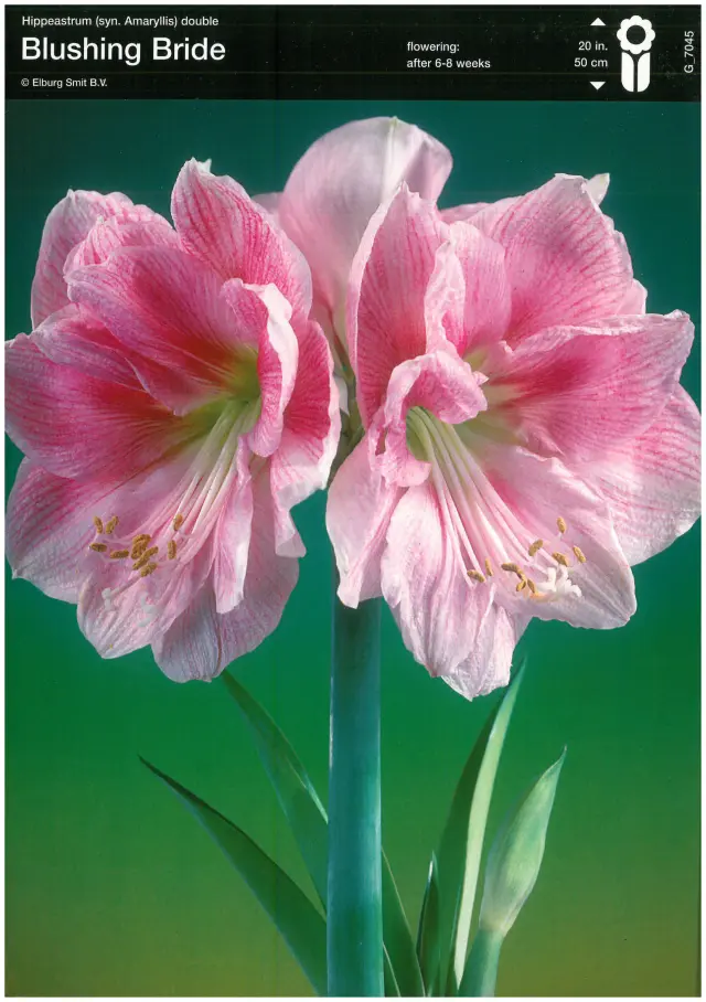 Bulbi-de-Crini-Amaryllis-Blushing-Bride Bulbi de Amaryllis - Hippeastrum Blushing Bride 1