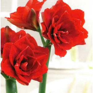 Bulbi de Amaryllis - Hippeastrum Cherry Nymph 1