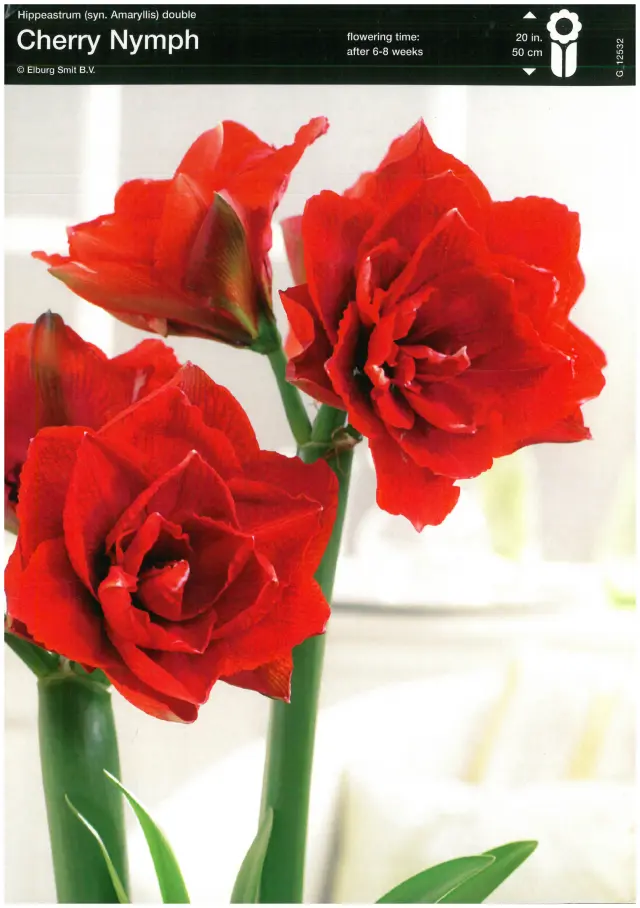 Bulbi-de-Crini-Amaryllis-Cherry-Nymph Bulbi de Amaryllis - Hippeastrum Cherry Nymph 1