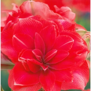 Bulbi de Crini Double Dream 1