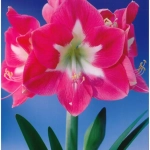 Bulbi de Amaryllis - Hippeastrum Lambada 1