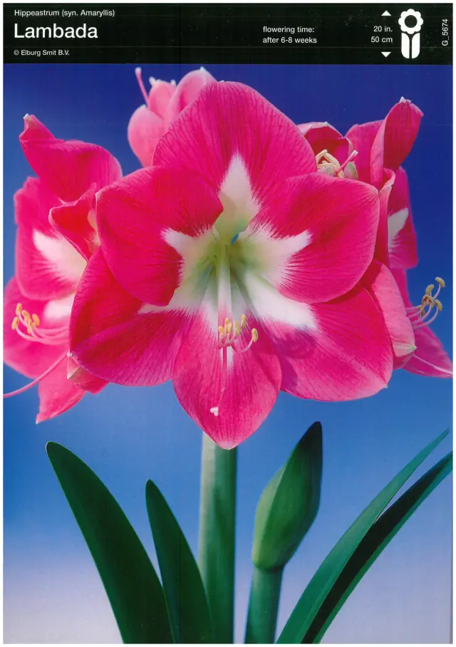 Bulbi-de-Crini-Amaryllis-Lambada Bulbi de Amaryllis - Hippeastrum Lambada 1