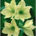 Bulbi de Amaryllis - Hippeastrum Lemon Lime 1