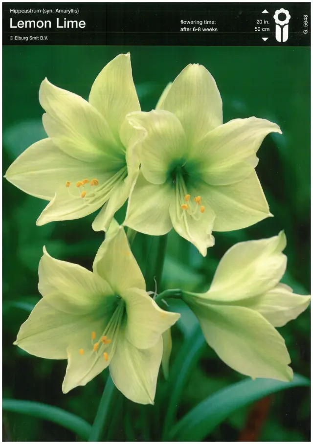 Bulbi de Amaryllis - Hippeastrum Lemon Lime 1