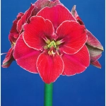 Bulbi de Amaryllis - Hippeastrum Magical Touch 1