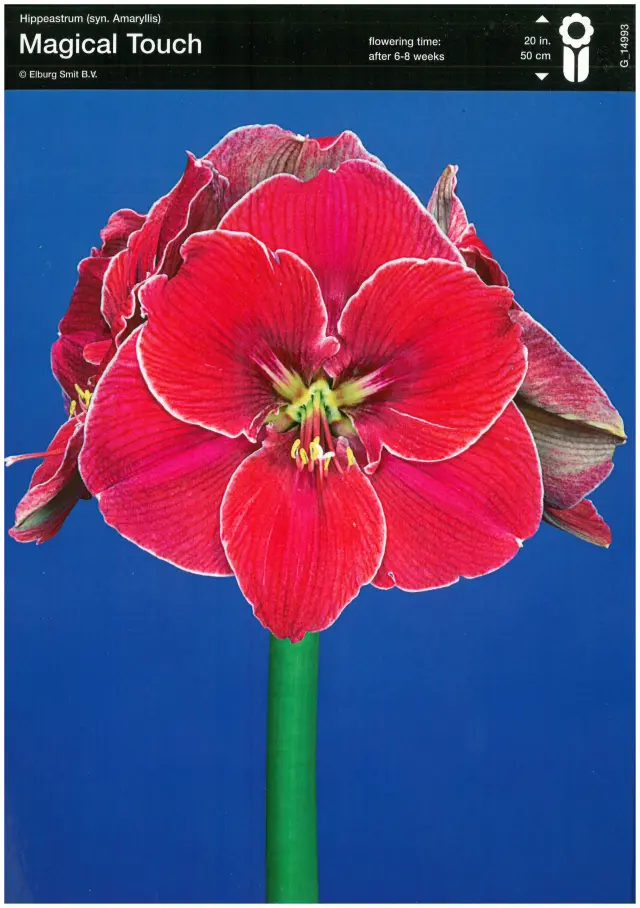 Bulbi-de-Crini-Amaryllis-Magical-Touch Bulbi de Amaryllis - Hippeastrum Magical Touch 1