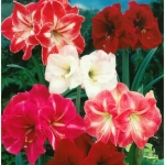 Amaryllis - Hippeastrum - Pachet Promo Mix 1