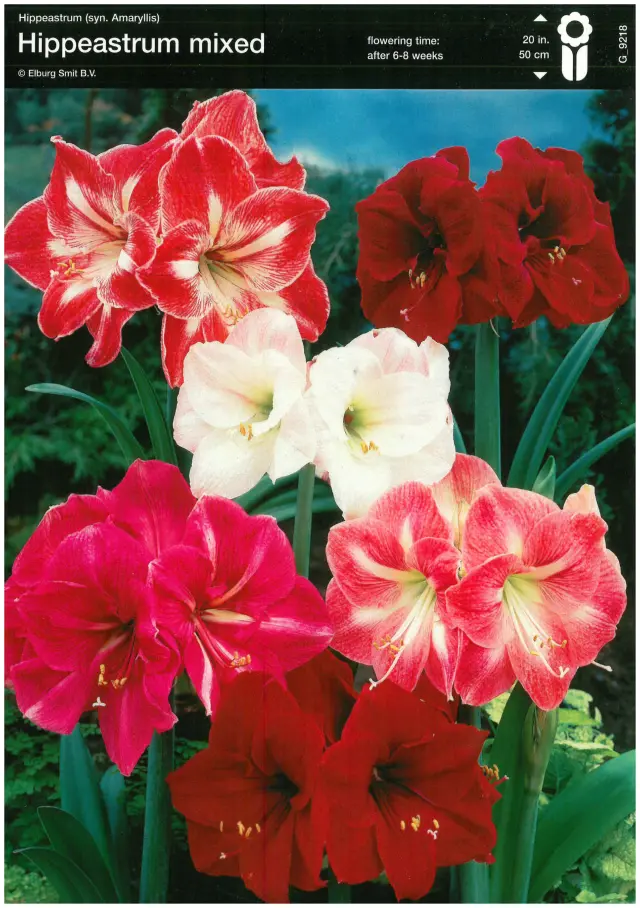Bulbi-de-Crini-Amaryllis-Mix-9376 Amaryllis - Hippeastrum - Pachet Promo Mix 1