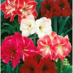 Bulbi de Amaryllis - Hippeastrum Mix 1 1