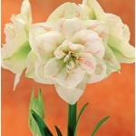 Bulbi de Amaryllis - Hippeastrum Nymph 1