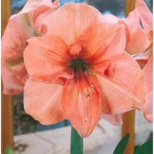 Bulbi de Amaryllis - Hippeastrum Orange 1