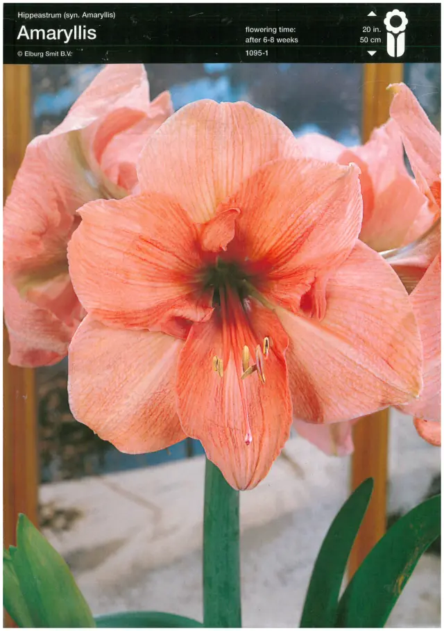Bulbi-de-Crini-Amaryllis-Orange Bulbi de Amaryllis - Hippeastrum Orange 1