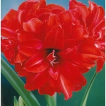 Bulbi de Amaryllis - Hippeastrum Red Peacock 1