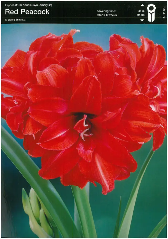 Bulbi-de-Crini-Amaryllis-Peacock Bulbi de Amaryllis - Hippeastrum Red Peacock 1