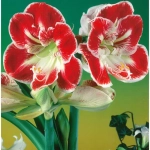 Bulbi de Amaryllis - Hippeastrum Prelude 1