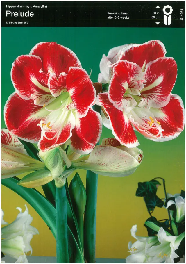 Bulbi de Amaryllis - Hippeastrum Prelude 1