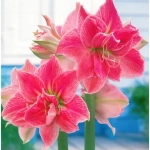 Bulbi de Amaryllis - Hippeastrum  Sweet Nymph 1