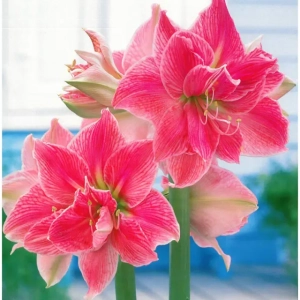 Bulbi de Amaryllis - Hippeastrum  Sweet Nymph 1