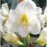 Bulbi de Amaryllis - Hippeastrum White Queen 1