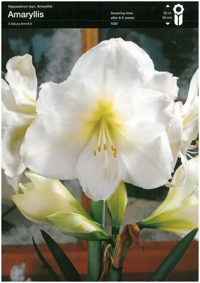 Bulbi-de-Crini-Amaryllis-White-Queen Bulbi de Amaryllis - Hippeastrum White Queen 1