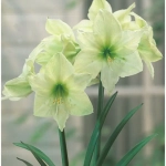 Bulbi de Amaryllis - Hippeastrum Yellow Goddess 1