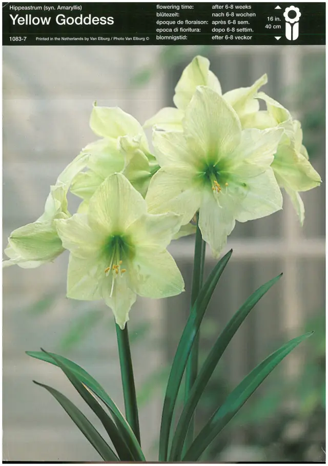 Bulbi de Amaryllis - Hippeastrum Yellow Goddess 1