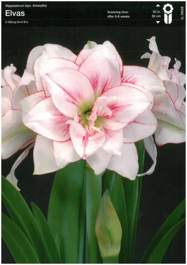 Bulbi-de-Crini-Amaryllis Bulbi de Amaryllis - Hippeastrum Elvas 1