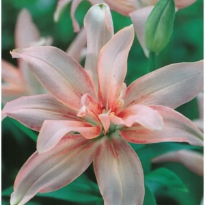 Bulbi de Crini Aphrodite 1