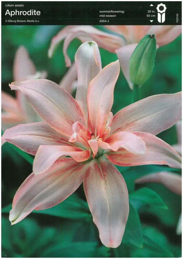 Bulbi-de-Crini-Parfumati-Aphrodite Bulbi de Crini Aphrodite 1