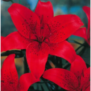 Bulbi de Crini Bastogne 1