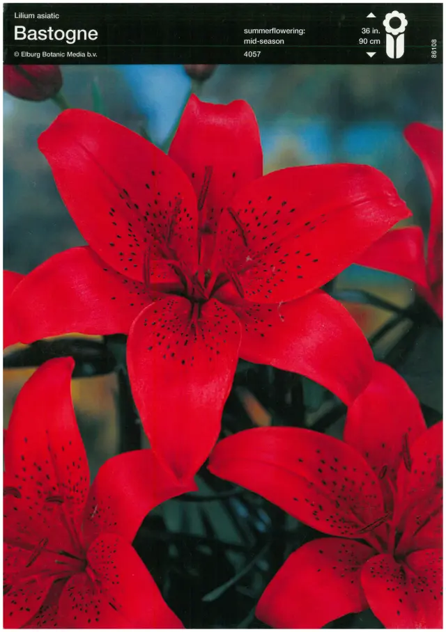 Bulbi de Crini Bastogne 1