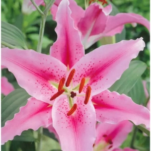 Bulbi de Crini Bernini 1