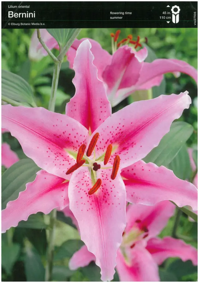 Bulbi de Crini Bernini 1